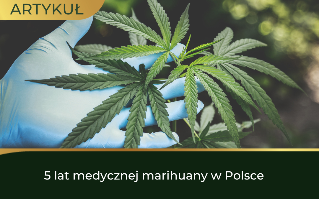 5 lat medycznej marihuany w Polsce!