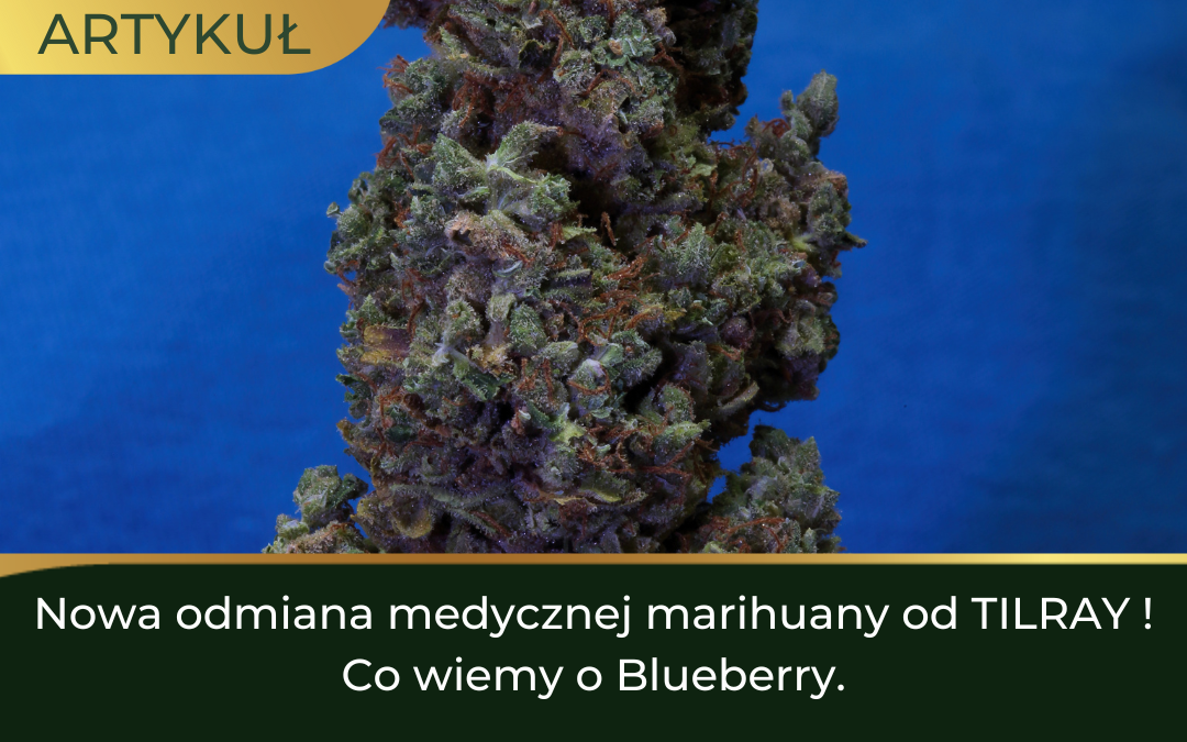 Nowa odmiana medycznej marihuany od TILRAY ! Co wiemy o Blueberry