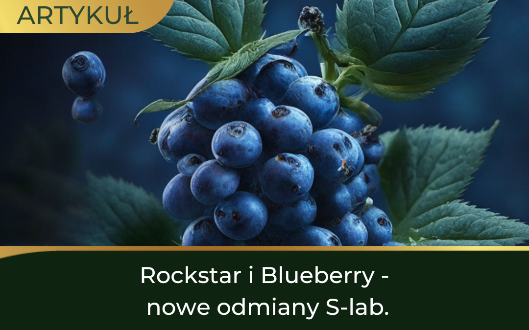 Rockstar Blueberry S-lab