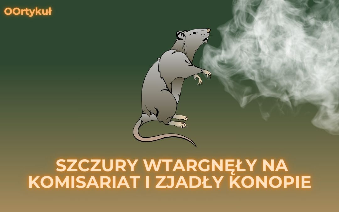szczury-marihuana