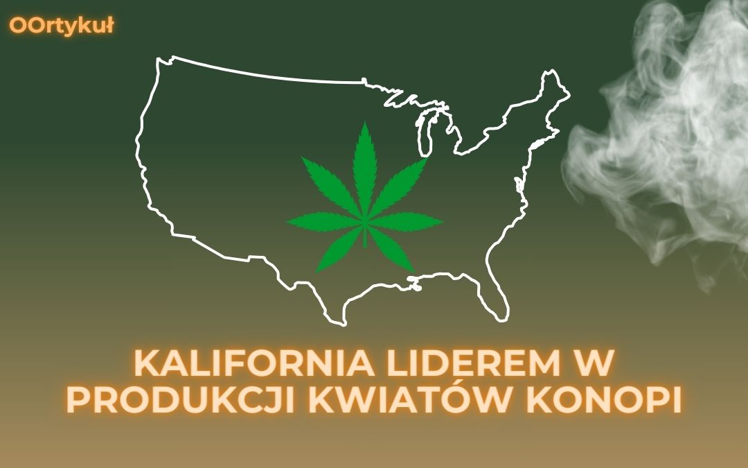 Kalifornia liderem w produkcji kwiatów konopi! Ponad połowa upraw konopi w USA znajduje się w Kalifornii