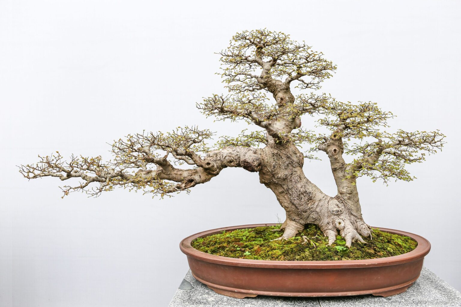LEGO Bonsai – wyjątkowe drzewko z klocków, dekoracja wnętrza i relaksujący zestaw dla dorosłych